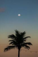 Silhouette of palm tree with the moon in the background. photo