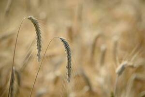 golden ears of wheat in the field, closeup of photo