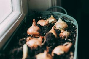 onion bulbs in a pot on the windowsill, spring time photo