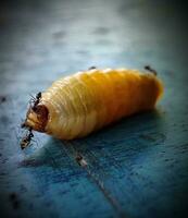 Pupa with ant photo