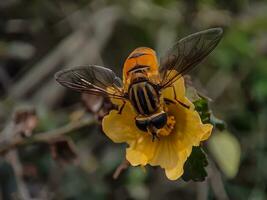 abeja error en flor foto