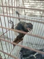 Bird in cage photo