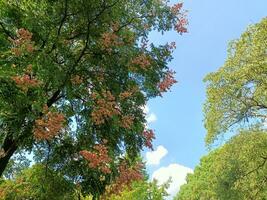 foto de cielo y arboles