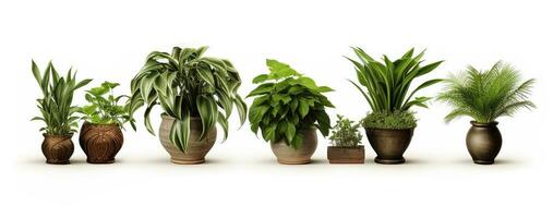 Collection and sets of various indoor fresh house plants in pots and vases against a white wall. Home garden banner ai generative photo