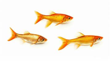 goldfish isolated on solid white ai generative photo