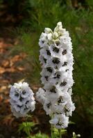 Alpine Delphinium, delphinium elatum L, flowering in East Grinst photo