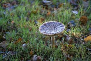 Fungi growing in a meadow in West Sussex photo