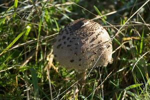 Freckled Dapperling Fungi growing in a meadow in West Sussex photo