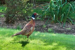 Common Pheasant, Phasianus colchicus walking across a garden in East Grinstead photo