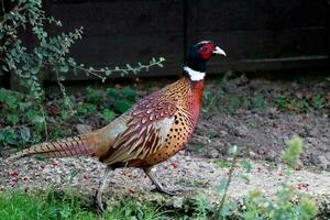 Common Pheasant, Phasianus colchicus walking across a garden in East Grinstead photo