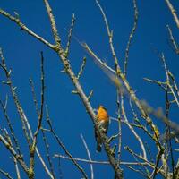 Robin perched in a tree on a sunny autumn day against a vivid blue sky photo