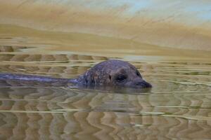 Common Seal, Phoca vitulina, or Habour Seal swimming in a pool of water photo