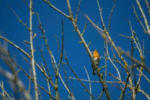 Robin encaramado en un árbol en un soleado otoño día en contra un vívido azul cielo foto