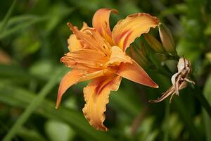 Orange Lily in full bloom in summertime photo