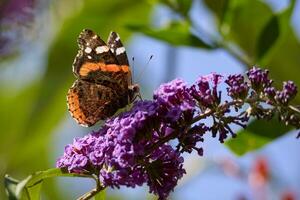 rojo almirante, vanessa atalanta, alimentación en un Buddleia foto