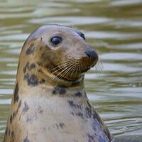 curioso gris sello, halichoerus grifo, con cabeza fuera de el agua foto