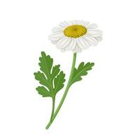 Vector illustration, Tanacetum parthenium, known as feverfew flower, isolated on white background.