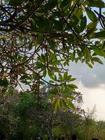 Plumeria alba trees and leaves in the photo from below with an aesthetic sky background