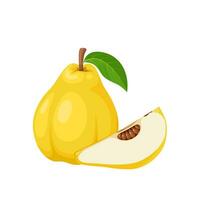 Vector illustration, quince fruit or Cydonia oblonga, isolated on white background.