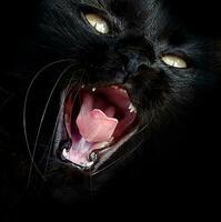 Beautiful yawning green eyed black cat photo