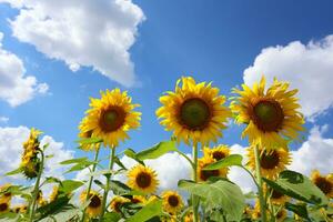 Sunflowers are blooming on a blue sky background. photo