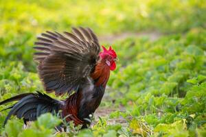 A male jungle fowl is foraging in the hillside farm where there is a fertile forest. photo