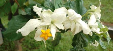 A white flowers with a yellow flower photo