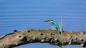 European kingfisher perched on a branch above the marsh video
