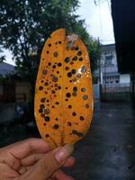 Yellow guava leaves with lots of holes in a very aesthetic style photo