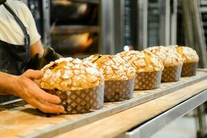 pastry baker artisan baking small group of italian panettone sweet bread typical for christmas time photo