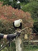 A view of an African Sea Eagle photo