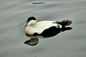 A view of an Eider Duck photo