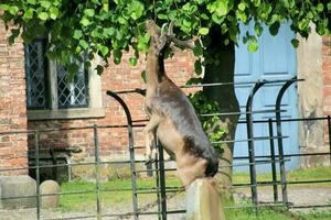 A view of a Fallow Deer in the Cheshire Countryside photo