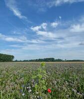 field with scorpionweed --Phacelia tanacetifolia--,Rhineland,Germany photo