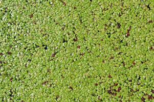 common duckweed---Lemna minor---on pond in Rhineland,Germany photo