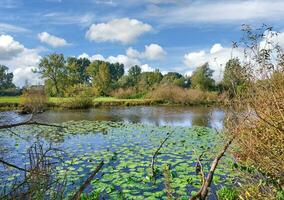 Urdenbacher kaempe naturaleza reserva a rin Río, Duesseldorf, Alemania foto