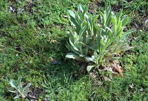 flower of jove---lychnis flos-jovis---leaf in Springtime,Rhineland,Germany photo