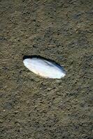 Shell--Cuttlebone-- of the Cuttlefish --Sepia officinalis-- during low Tide at North Sea,Germany photo