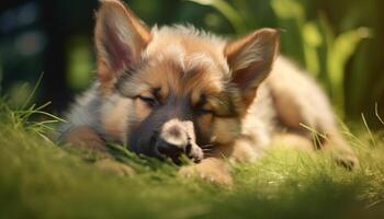 Cute puppy playing in the grass, enjoying the sunlight generated by AI photo