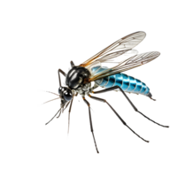 Mosquito on transparent background AI Generated png