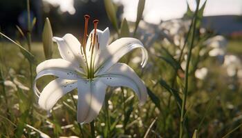 Freshness of summer, a single flower blossoms in nature elegance generated by AI photo