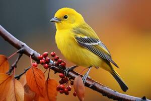 Beautiful yellow and blue bird on a branch of a blossoming tree photo