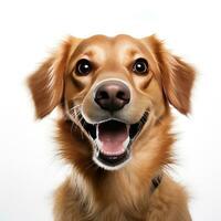perro sonriente rostro, aislado en blanco antecedentes foto