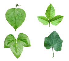 cuatro diferente tipos de hojas en un png transparente fondo, verde hojas haz en blanco fondo, hoja aislado colocar, verde hoja planta eco naturaleza árbol rama aislado