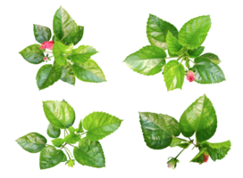 quattro diverso tipi di le foglie su un' png trasparente sfondo, verde le foglie fascio su bianca sfondo, foglia isolato impostare, verde foglia pianta eco natura albero ramo isolato