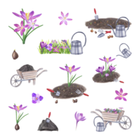 Set of crocuses, bulbs, soil, garden hand tools. Planting flowers in the ground and watering. Spring flowers, gardening equipment. Watercolor illustration for the design of booklet flyer, label png