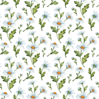 blanc marguerites motif. à main levée aquarelle dessin, botanique illustration. png