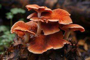 Mushrooms growing on a tree stump in the forest in autumn, Lingzhi mushroom, Ganoderma lucidum Lingzhi mushroom, AI Generated photo