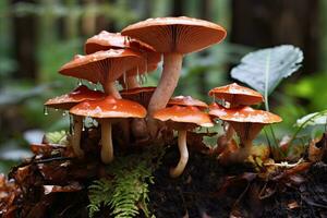 Mushrooms in the autumn forest, macro shot, shallow depth of field, Lingzhi mushroom, Ganoderma lucidum Lingzhi mushroom, AI Generated photo