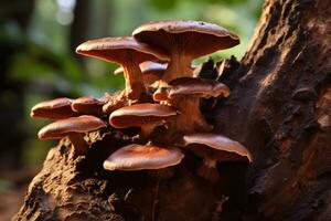 Mushrooms growing on a tree trunk in the forest in autumn, Lingzhi mushroom, Ganoderma lucidum Lingzhi mushroom, AI Generated photo